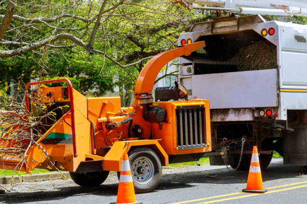 Best Tree Mulching  in Brownfield, TX